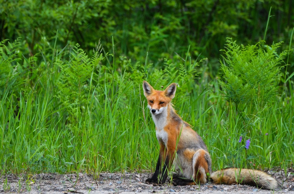 Fox near Clear Creek Idaho Springs
